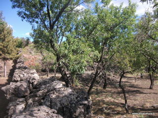 otta san Nicola-13-09-2013 15-25-47